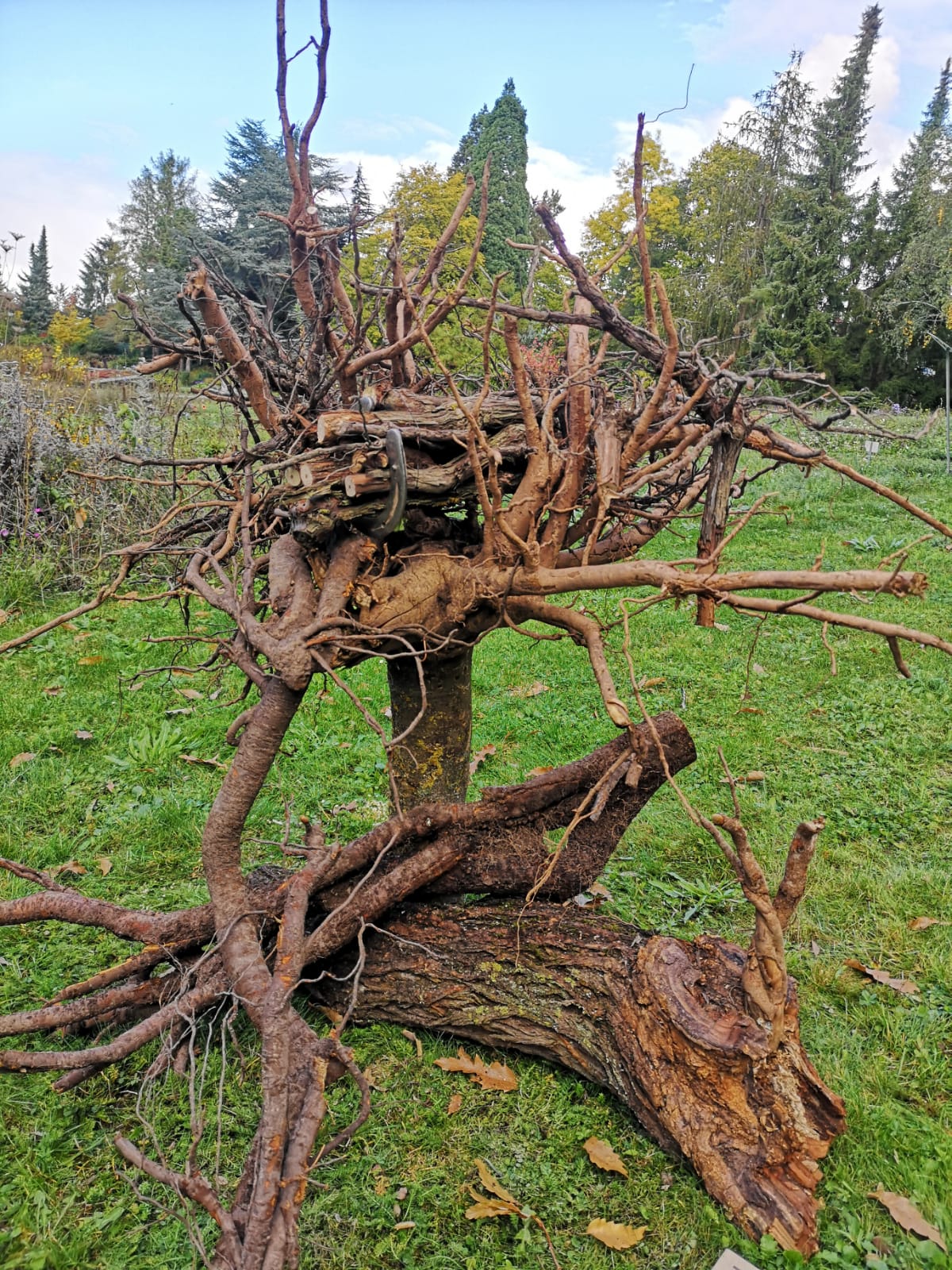 Totholz im Garten mehr als nur ein Haufen Der Blog der