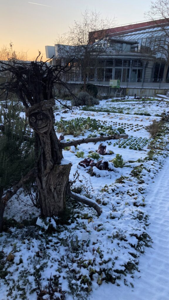Schneebedeckter Schaugarten der LWG im Winter