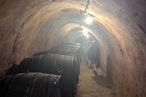 Ein Hauch von Löss und Veltliner – Unsere Erasmusreise nach Niederösterreich