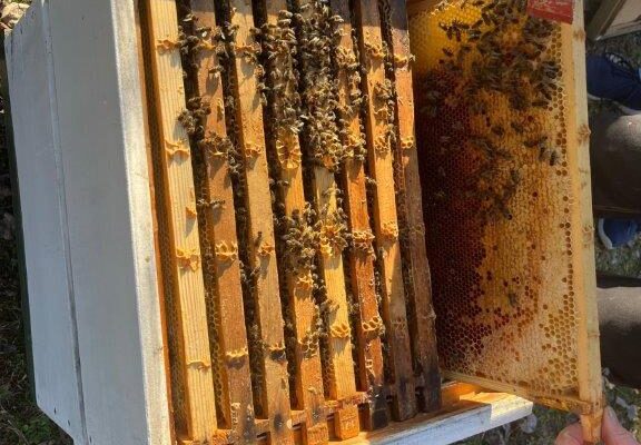 Das Wahlfach Bienenkunde