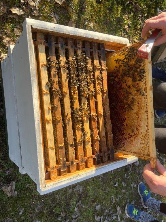 Das Wahlfach Bienenkunde