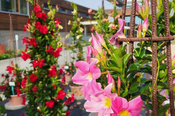 Seminartag: Besichtigung Sommerflor