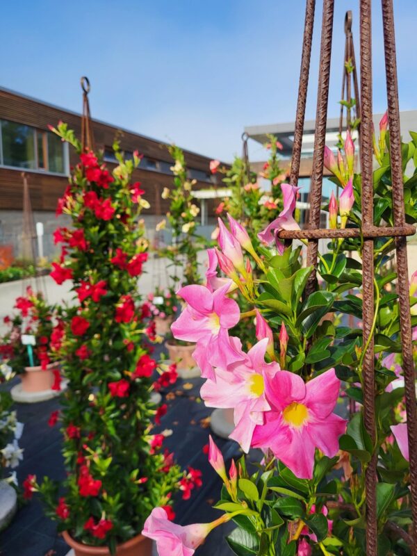 Seminartag: Besichtigung Sommerflor