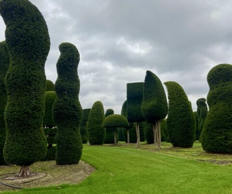 Baumschule Solitair in Belgien – Wo Gehölze zu Kunstwerken werden