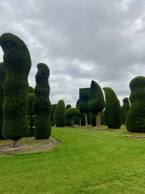 Baumschule Solitair in Belgien – Wo Gehölze zu Kunstwerken werden