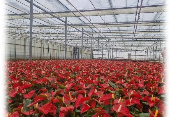 Deutschlands größter Flamingoblumen Produzent