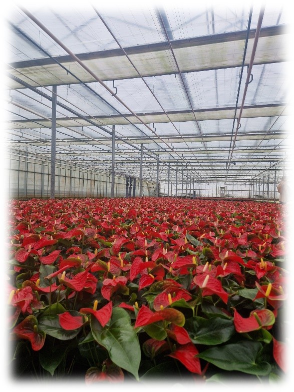 Deutschlands größter Flamingoblumen Produzent