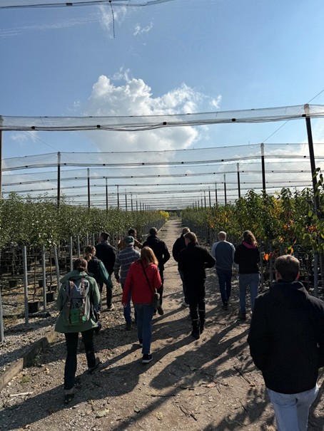 Die Containerproduktion von Obstgehölzen unter einem Hagelnetz, bei der Obstbaumschule Schmitt.