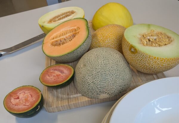 Süß, saftig, sortenreich – was unsere Melonenverkostung im Unterricht gezeigt hat