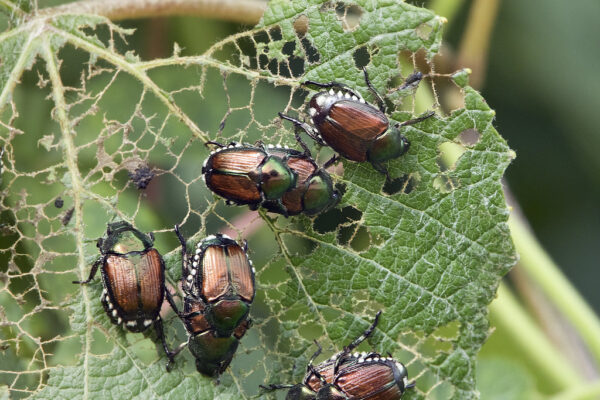 Spannende Vorträge an der LWG, heute: Quarantäneschädlinge