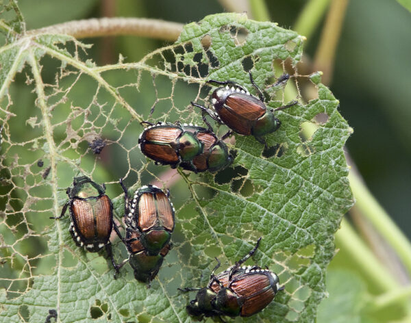 Spannende Vorträge an der LWG, heute: Quarantäneschädlinge